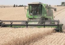 Combines harvesting wheat