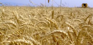Wheat crop