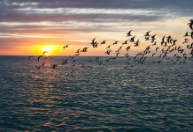 Birds flying over the Gulf of Mexico