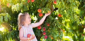 Girl Picking Peaches