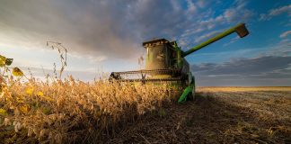 Harvesting of soybean field in sunset