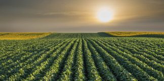 Soybean Field Rows in sunset