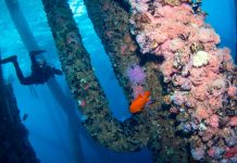 Divers at a coral reef