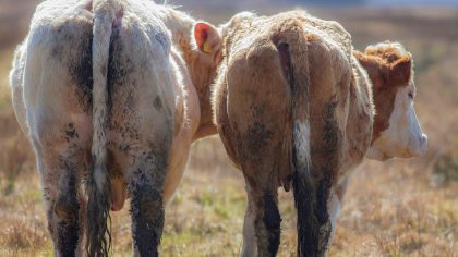 cows