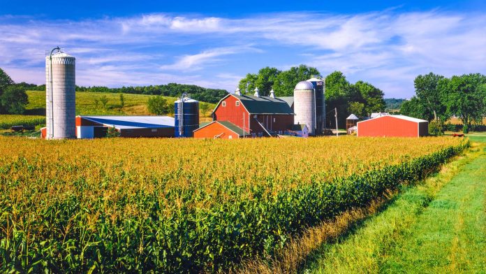 Corn crop and Iowa farm at harvest time Corn crop and Iowa farm at harvest time